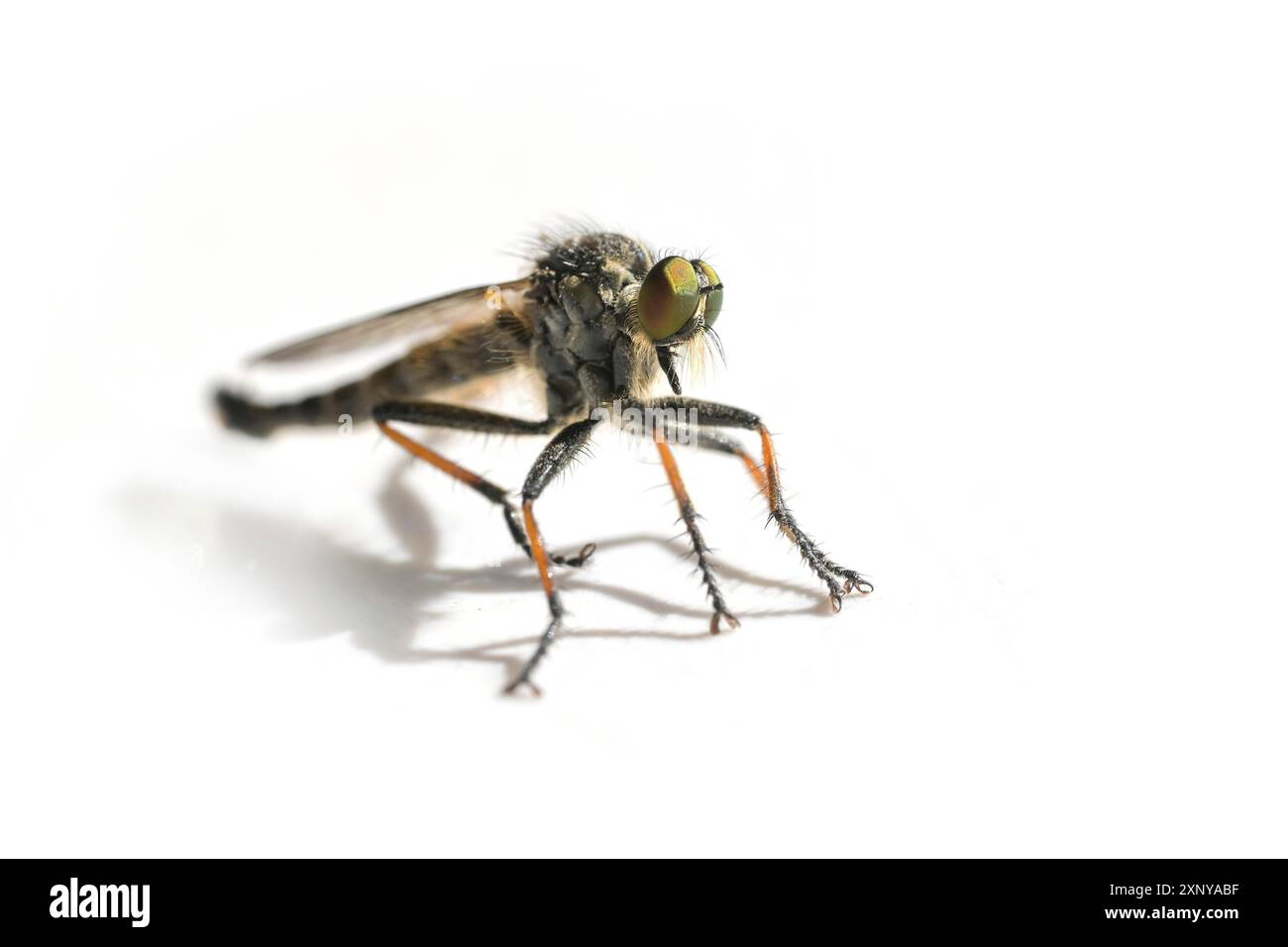 La mosca rapinatrice della famiglia Asilidae, probabilmente Pamponerus Germanicus, le tipiche sezioni delle zampe arancioni, l'insetto predatore, sfondo bianco, foto macro dettagliate Foto Stock