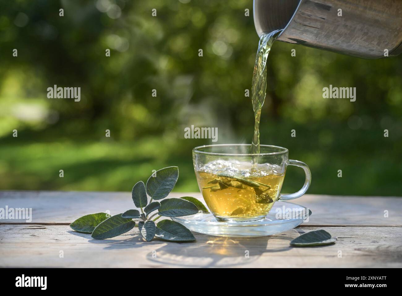 Versare acqua calda in una tazza di vetro con foglie di salvia, sano tè a base di erbe e rimedio domestico per tosse, mal di gola e problemi digestivi, verde scuro Foto Stock