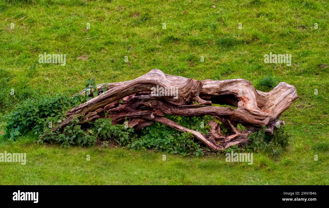 Un tronco di alberi caduti in rovina si trova all'interno di una lussureggiante area erbosa verde Foto Stock