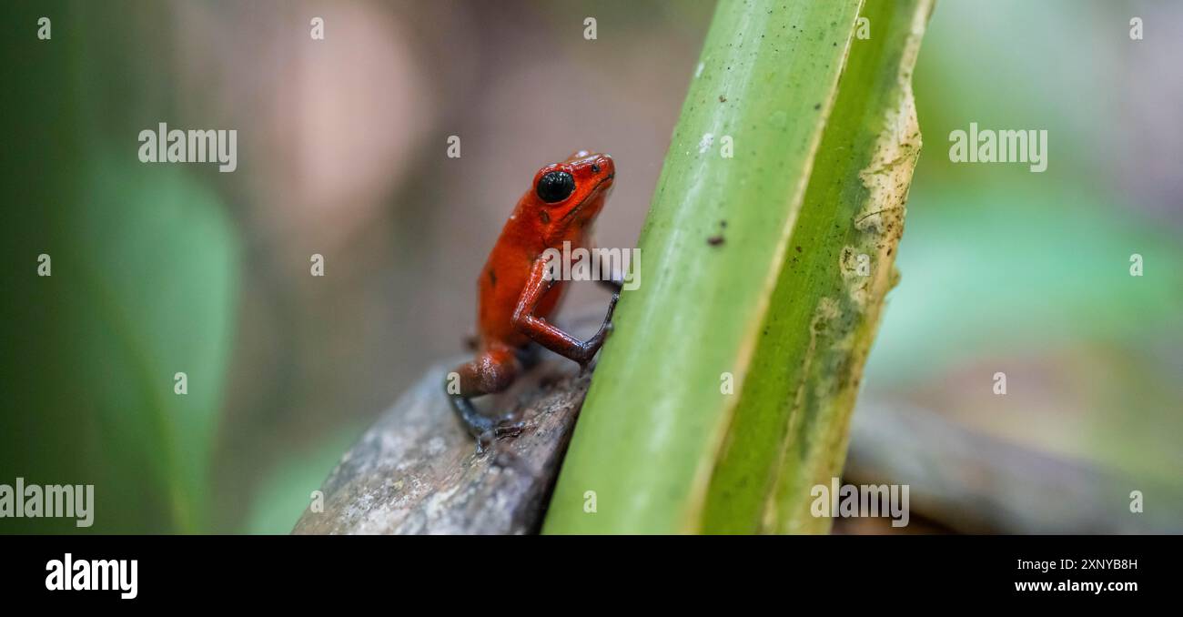 Rana veleno di fragole (Oophaga pumilio), Parco Nazionale di Tortuguero, Costa Rica Foto Stock