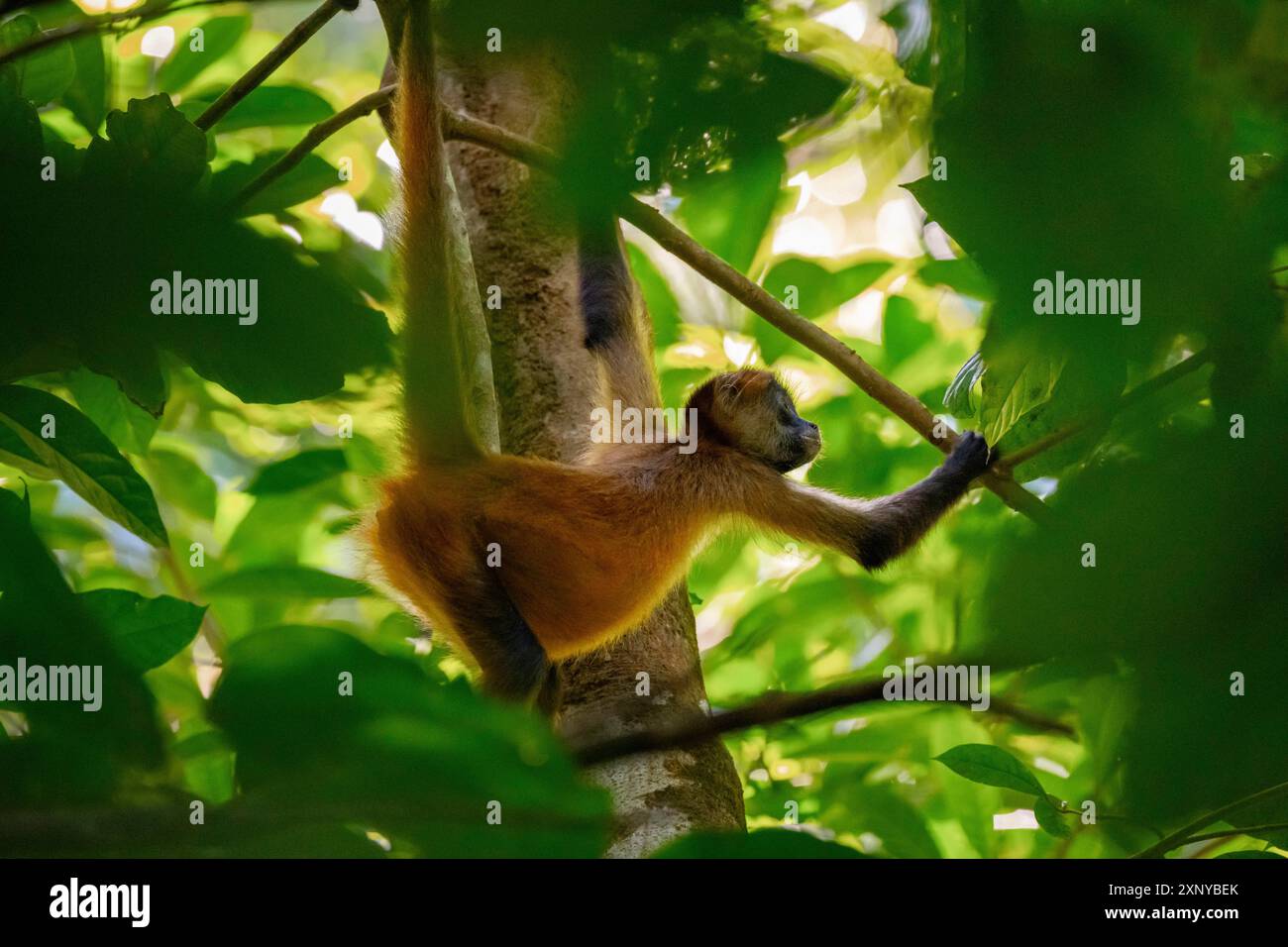 La scimmia ragno di Geoffroy (Ateles geoffroyi) che arrampica un albero nella giungla, il Parco Nazionale di Tortuguero, Costa Rica Foto Stock