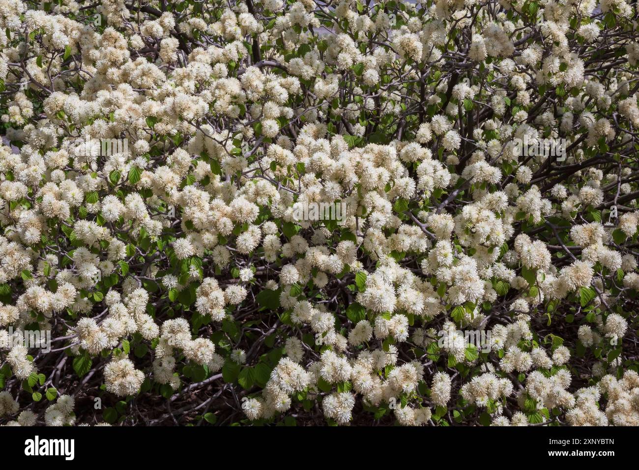 Fothergilla Major, arbusto della strega alpina con fiori bianchi in primavera, Quebec, Canada Foto Stock