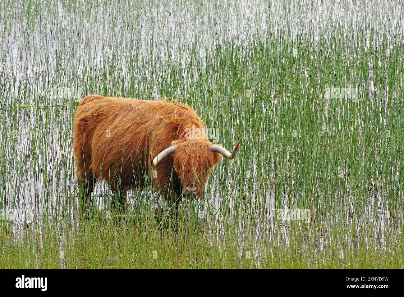 Mucca delle Highland di Brown nelle canne ai margini di loch, Mull, Ebridi interne, Scozia, Gran Bretagna Foto Stock