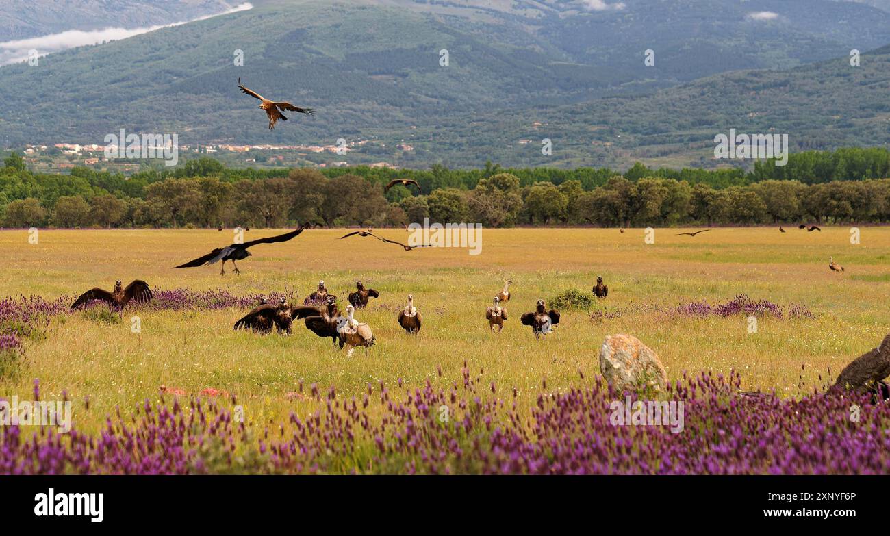 Avvoltoio cinereo (Aegypius monachus) (scuro) e avvoltoio griffon (Gyps fulvus) (luce), sulla strada per Luderplatz, Castilla y LeonSpain Foto Stock