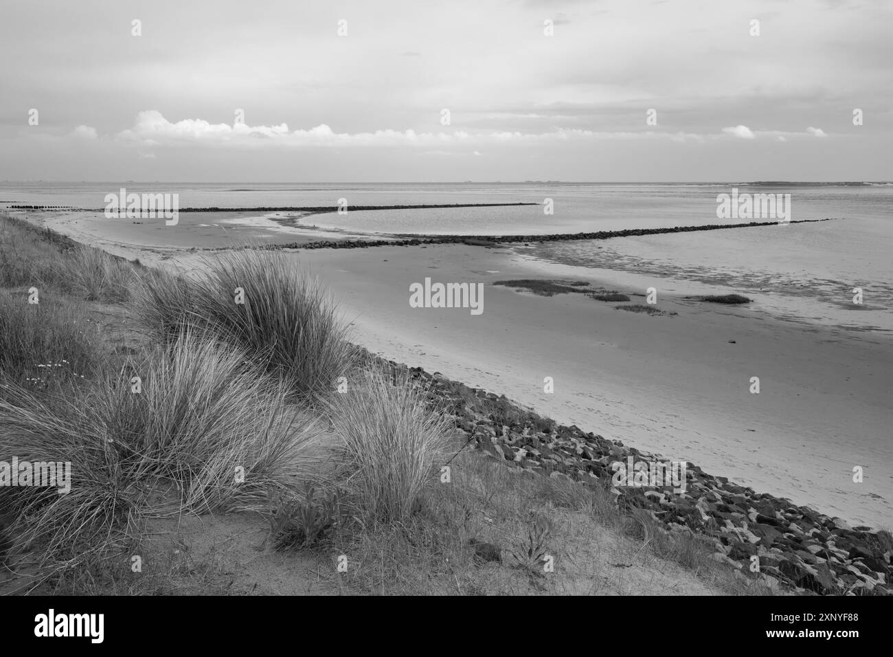 Paesaggio a Kniephaken con bassa marea, erba da spiaggia e groynes, Schleswig-Holstein Wadden Sea National Park, costa del Mare del Nord, bianco e nero, Amrum Foto Stock