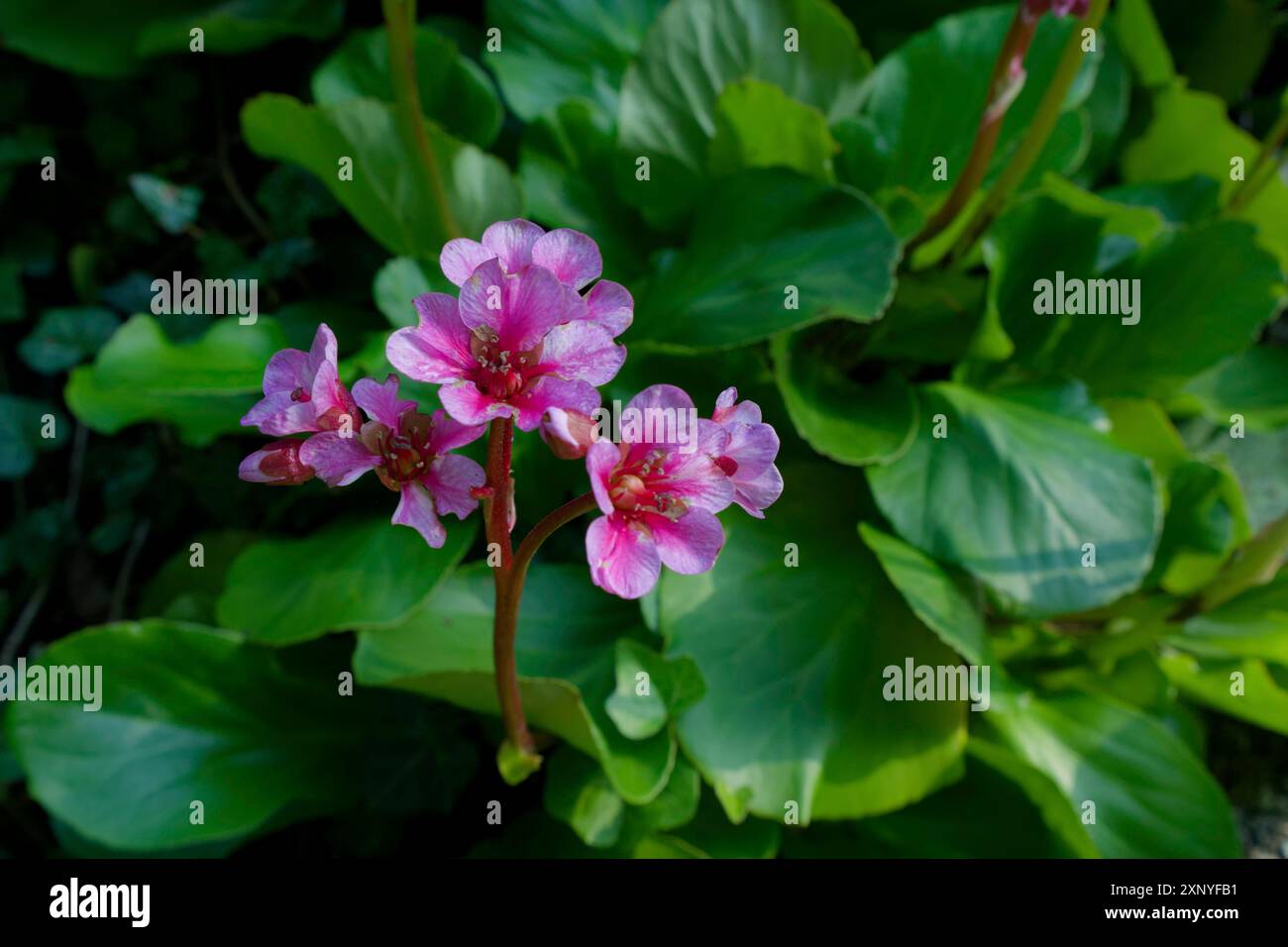 Orecchie di elefante (Bergenia) fioriscono una seconda volta dopo la primavera 2024 ora nell'estate 2024, sempreverde, verde estivo, fioritura, fiore, pianta, pianta ornamentale Foto Stock