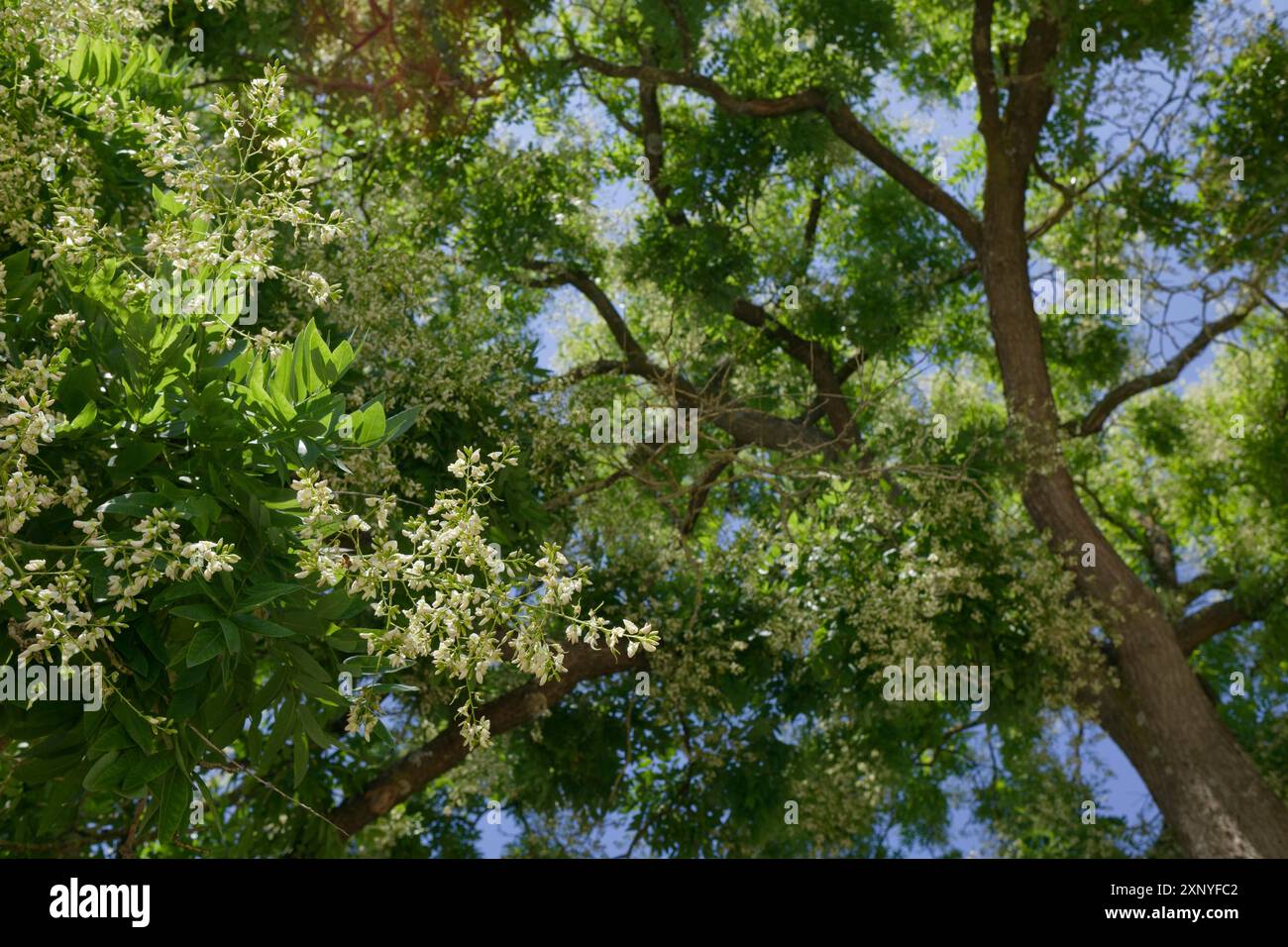 Fiore della Pagoda (Styphnolobium japonicum), pianta ornamentale, miele, Schwaebisch Hall, Hohenlohe, Heilbronn-Franken Foto Stock