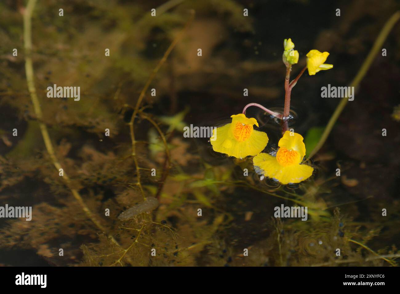 Tubo flessibile dell'acqua (Utricularia), carnivoro, pianta carnivora, pianta acquatica, parco naturale della foresta sveva-Franconia, Schwaebisch Hall Foto Stock