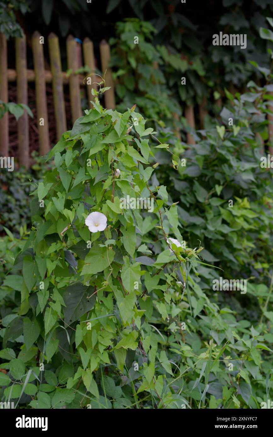 Alghe bindali più grandi (Calystegia sepium), recinzione in legno, recinzione da giardino, pianta, estate, luglio, Schwaebisch Hall, Heilbronn-Franken, Hohenlohe Foto Stock