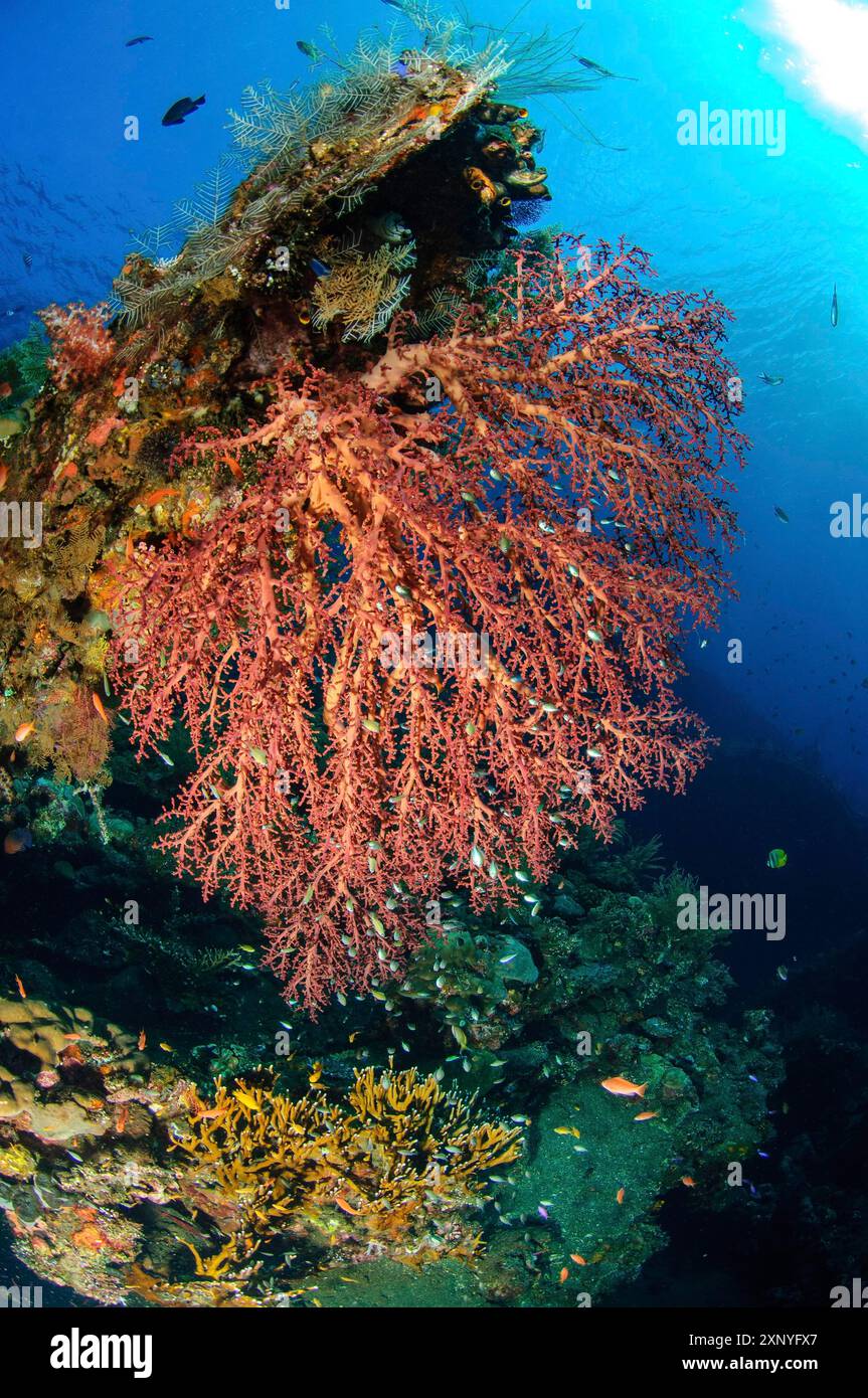 Grande corallo tenero (Dendronephthya) che cresce su un relitto affondato della USS Liberty, Pacific, Indo-Pacific, Tulamben, Bali Foto Stock