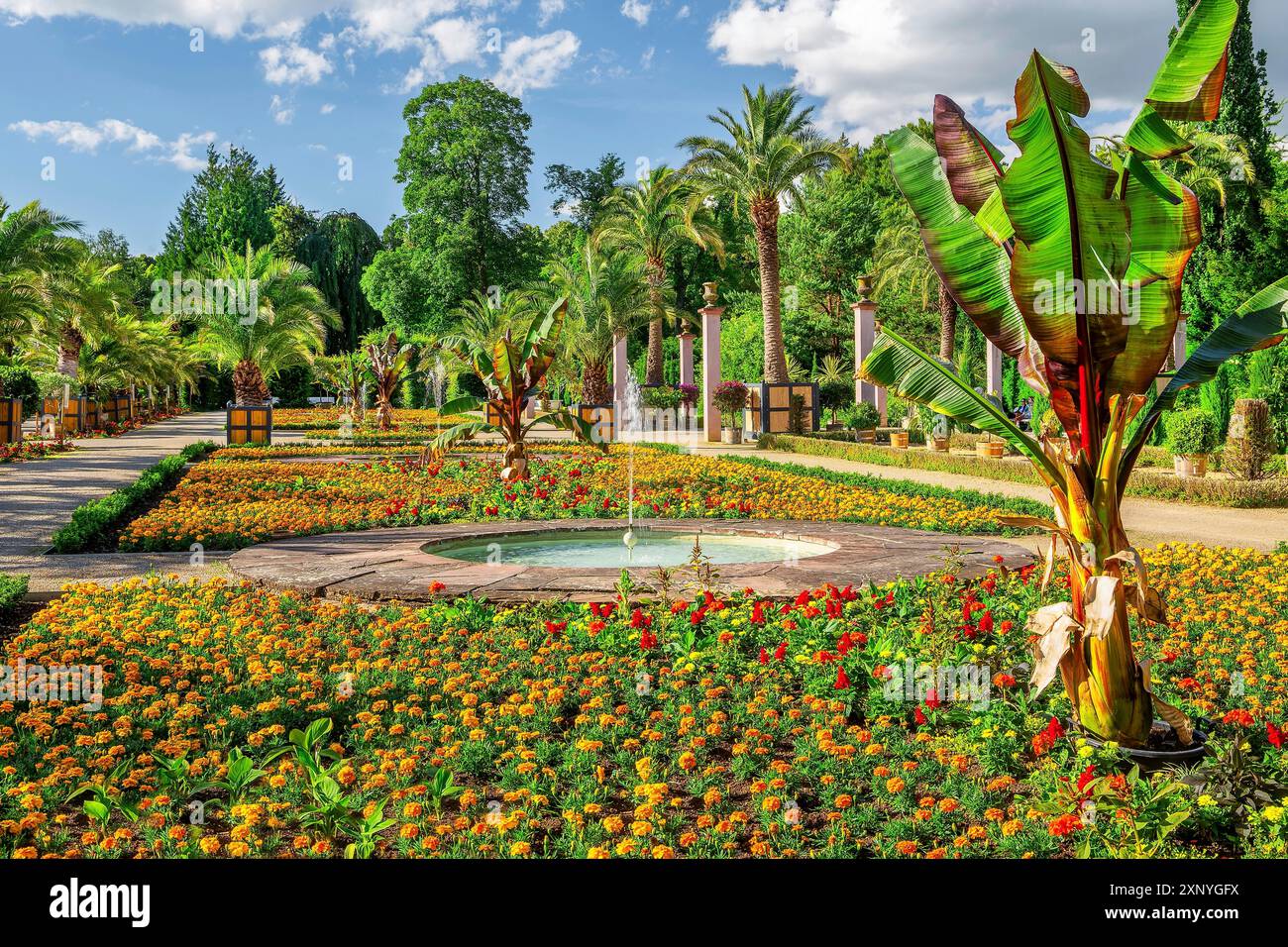 Giardino di palme nei giardini termali, il più grande giardino di palme all'aperto a nord delle Alpi, città termale di Bad Pyrmont, spa statale della bassa Sassonia, Emmer, Emmertal Foto Stock