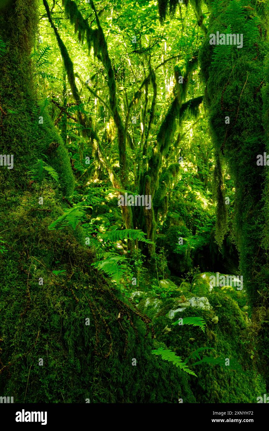 Imbuto terrestre, Monti Sabini, grotta carsica verde, Dolina del Revotano, Roccantica, provincia di Rieti, regione Lazio, Italia, Roccantica, Lazio, Italia Foto Stock