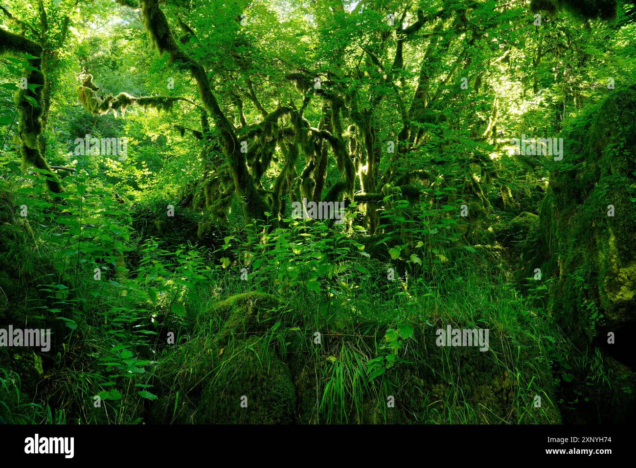 Imbuto terrestre, Monti Sabini, grotta carsica verde, Dolina del Revotano, Roccantica, provincia di Rieti, regione Lazio, Italia, Roccantica, Lazio, Italia Foto Stock