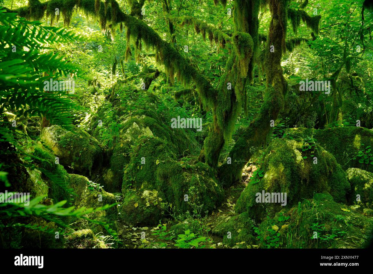 Imbuto terrestre, Monti Sabini, grotta carsica verde, Dolina del Revotano, Roccantica, provincia di Rieti, regione Lazio, Italia, Roccantica, Lazio, Italia Foto Stock