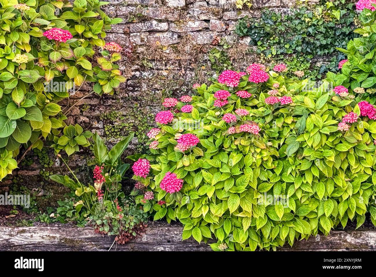 La natura morta mostra fiori rossi, edera e arbusti che crescono contro un antico muro di pietra in Francia. Foto Stock