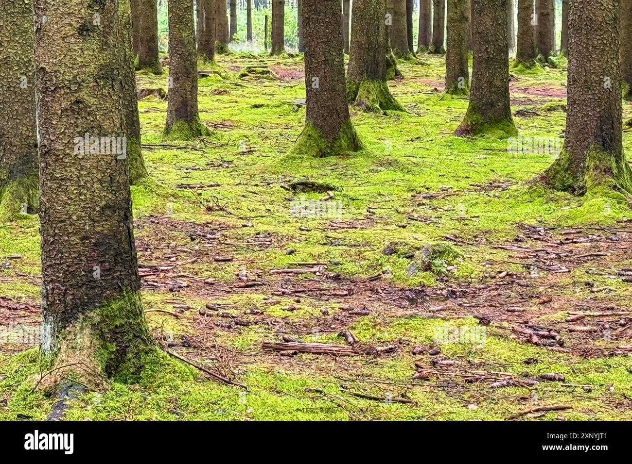 Una fitta coperta di muschio verde copre il fondo della foresta in un bosco europeo. Foto Stock
