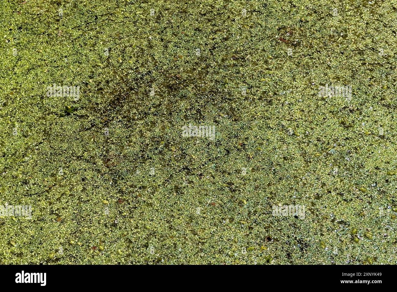 Uno spesso strato di scum di laghetto e alghe verdi crea una piastra di fondo testurizzata. Foto Stock