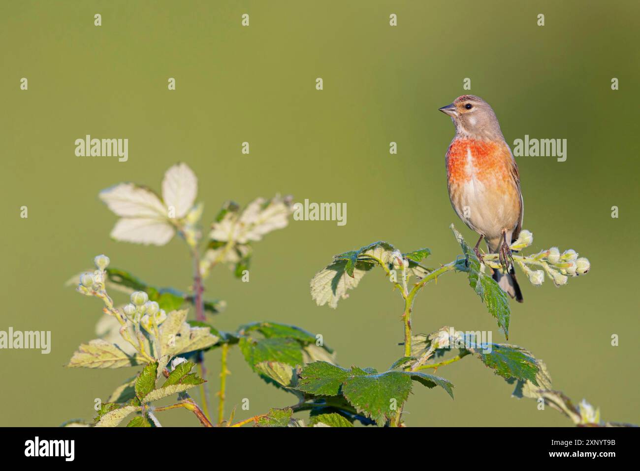 Linnet, Linnet comune, Linnet eurasiatica (Carduelis cannabin), (Acanthis cannabina), Linotte mElodieuse, Pardillo ComË ™n Foto Stock