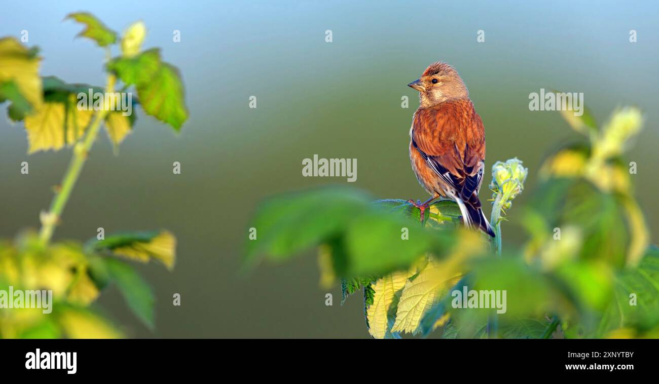 Linnet, Linnet comune, Linnet eurasiatica (Carduelis cannabin), (Acanthis cannabina), Linotte mElodieuse, Pardillo ComË ™n Foto Stock