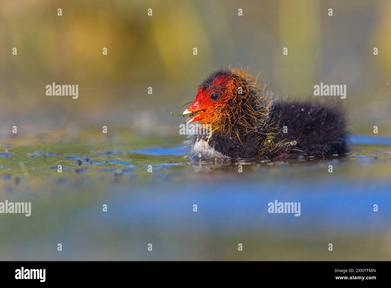 Coot eurasiatico, coot, coot rail, Black coot, (Fulica atra), chick, Hides de El Taray / Floating HID, Villafranca de los Caballeros, Castilla la Mancha Foto Stock