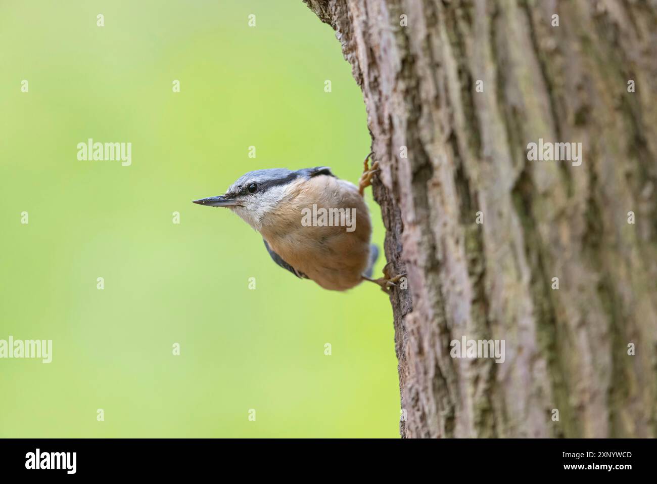 Nuthatch eurasiatico (Sitta europaea), Sittelle torchepot, Trepador Azul, Neustadt an der Weinstrasse County, Tiszaalpar, Kiskunsagi National Park Foto Stock