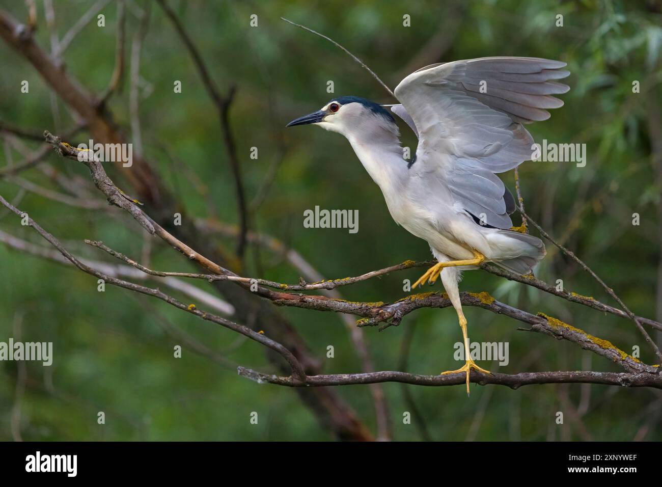 Airone notturno con corona nera (Nycticorax nycticorax), Bihoreau gris, Heron bihoreau, Martinete ComË™n, Ayn Razat, Salalah, Dhofar, Oman Foto Stock