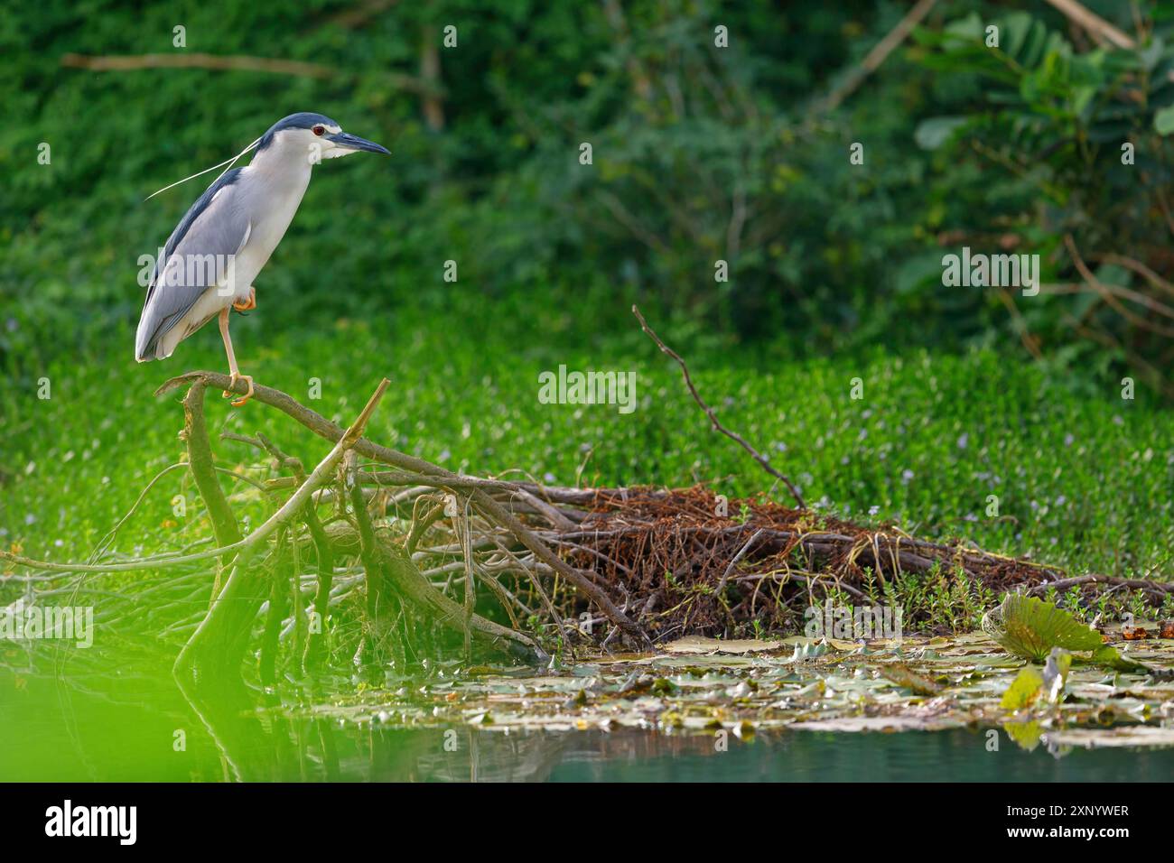 Airone notturno con corona nera (Nycticorax nycticorax), Bihoreau gris, Heron bihoreau, Martinete ComË™n, Ayn Razat, Salalah, Dhofar, Oman Foto Stock