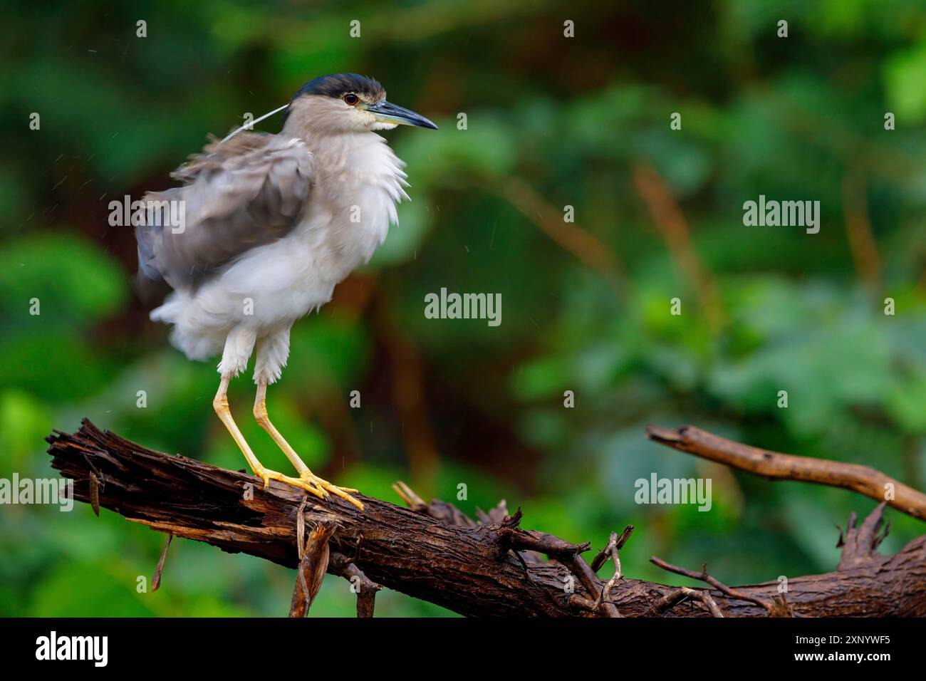 Airone notturno con corona nera (Nycticorax nycticorax), Bihoreau gris, Heron bihoreau, Martinete ComË™n, Ayn Razat, Salalah, Dhofar, Oman Foto Stock