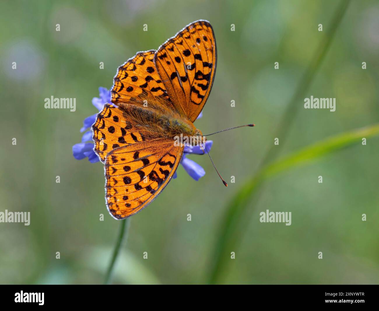 fritillario bruno (Argynnis adippe), fritillario bruno alto, farfalla, insetto, Foresta Nera, regione di Feldberg, Baden-Wuerttemberg, Germania Foto Stock