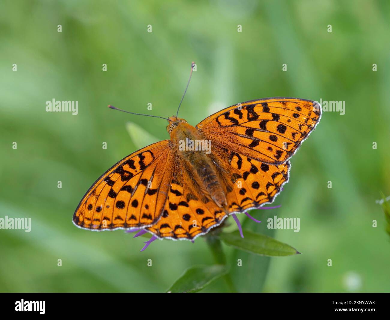 fritillario bruno (Argynnis adippe), fritillario bruno alto, farfalla, insetto, Foresta Nera, regione di Feldberg, Baden-Wuerttemberg, Germania Foto Stock