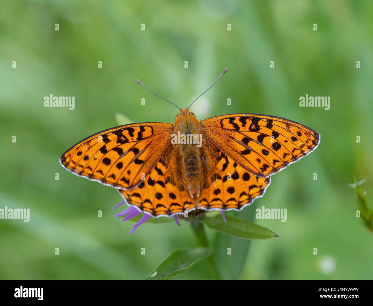 fritillario bruno (Argynnis adippe), fritillario bruno alto, farfalla, insetto, Foresta Nera, regione di Feldberg, Baden-Wuerttemberg, Germania Foto Stock