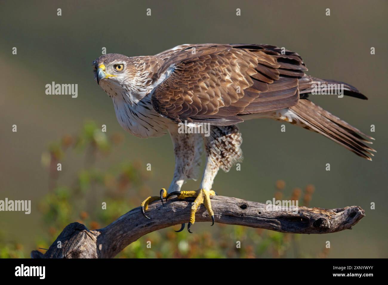 Aquila di Bonelli (Hieraetus fasciatus), Aigle de Bonelli, Aguila-azor Perdicera, Tawi Atayr, Salalah, Dhofar, Oman Foto Stock