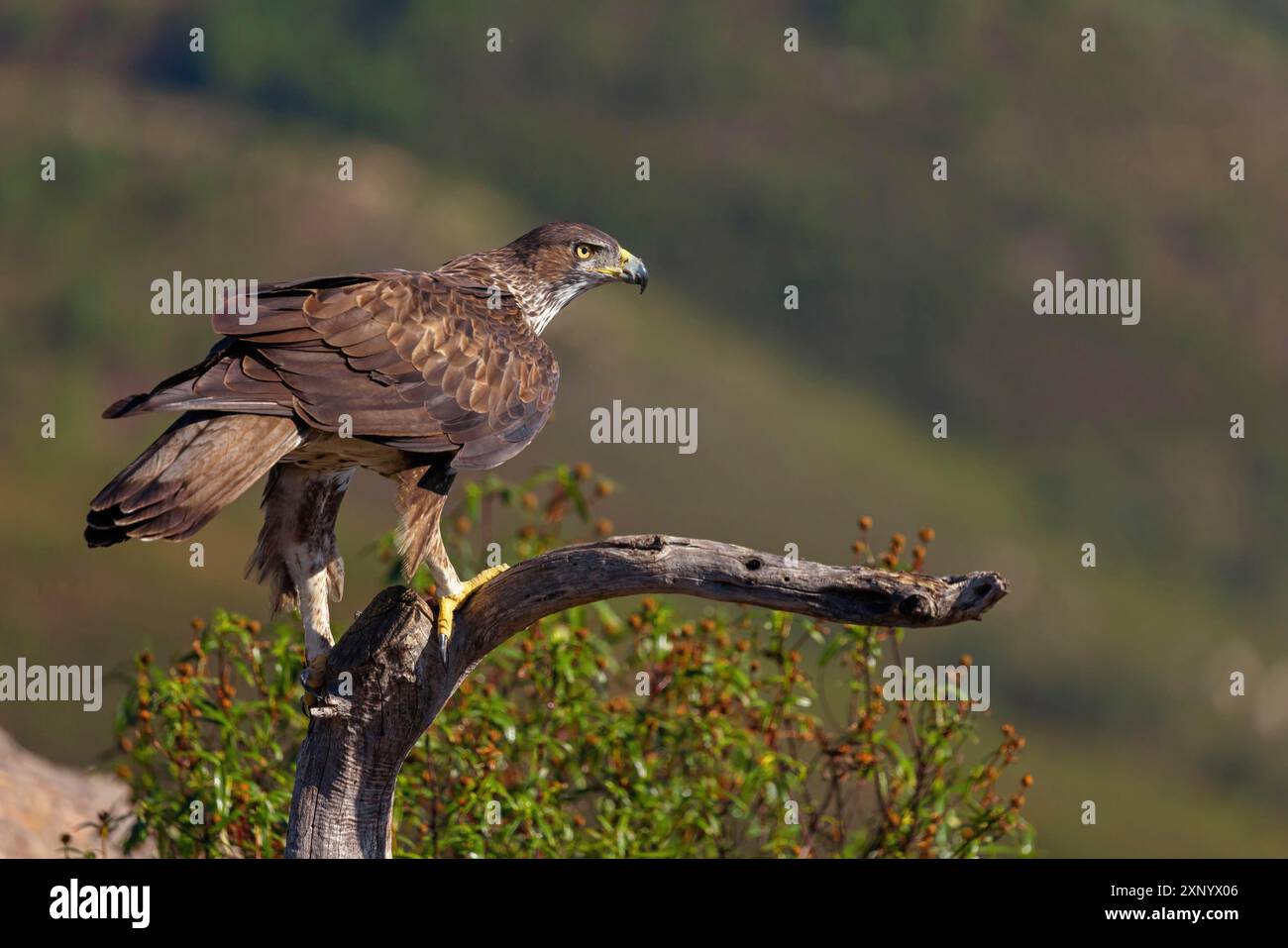 Aquila di Bonelli (Hieraetus fasciatus), Aigle de Bonelli, Aguila-azor Perdicera, Tawi Atayr, Salalah, Dhofar, Oman Foto Stock