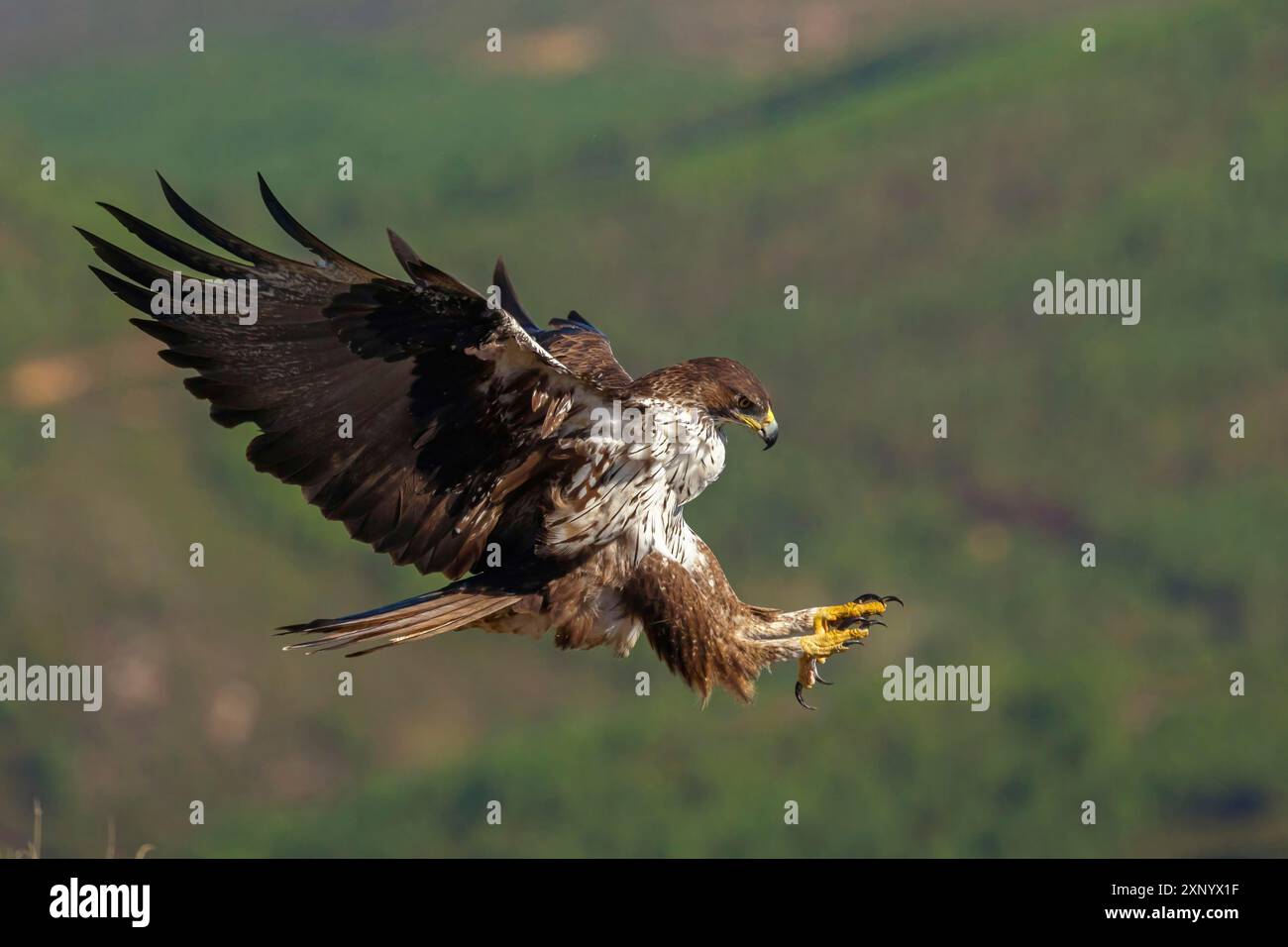 Aquila di Bonelli (Hieraetus fasciatus), Aigle de Bonelli, Aguila-azor Perdicera, Tawi Atayr, Salalah, Dhofar, Oman Foto Stock