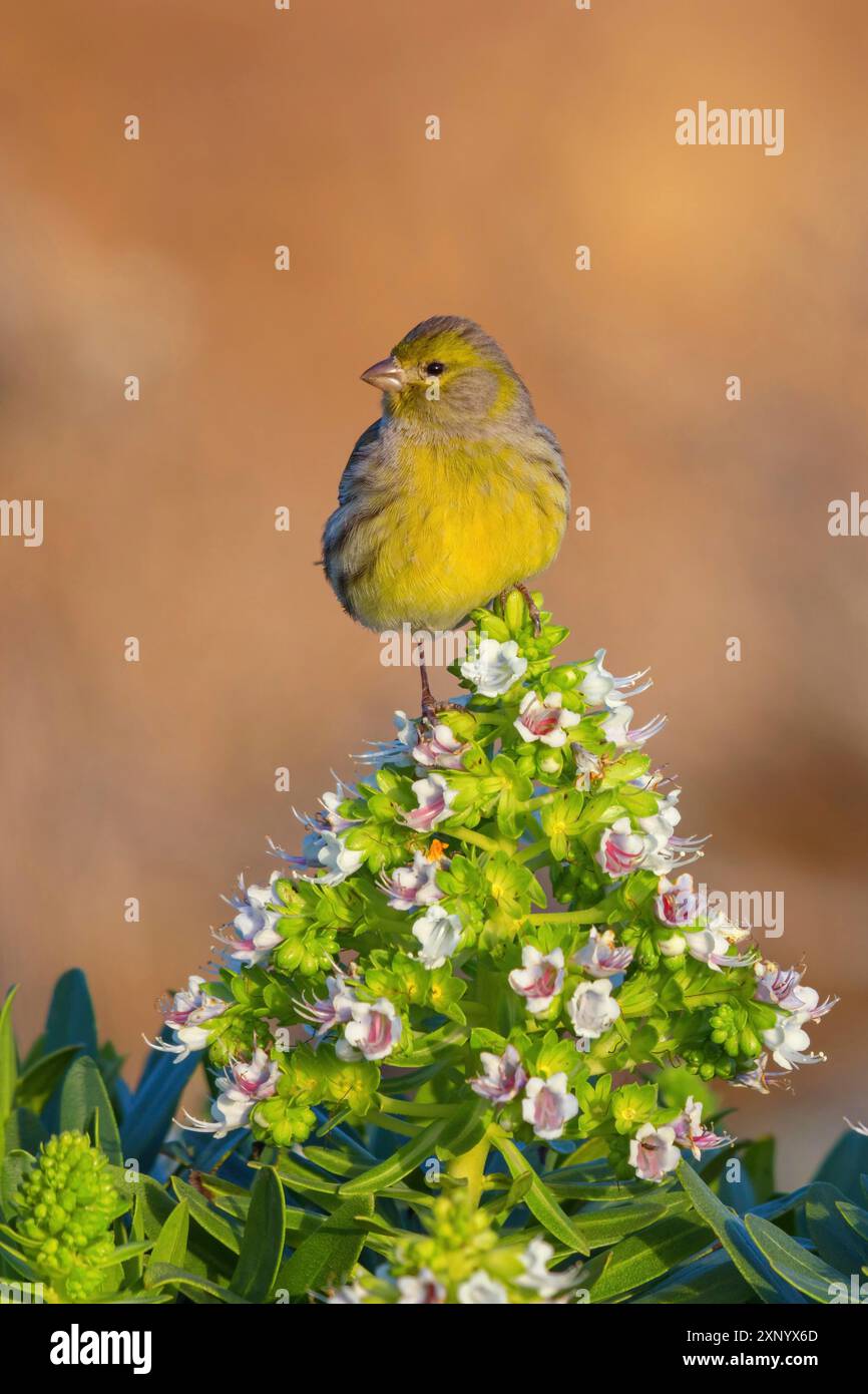 isole canarie atlantiche (Serinus canaria), famiglia finch, Lanzarote, Isole Canarie, Spagna Foto Stock