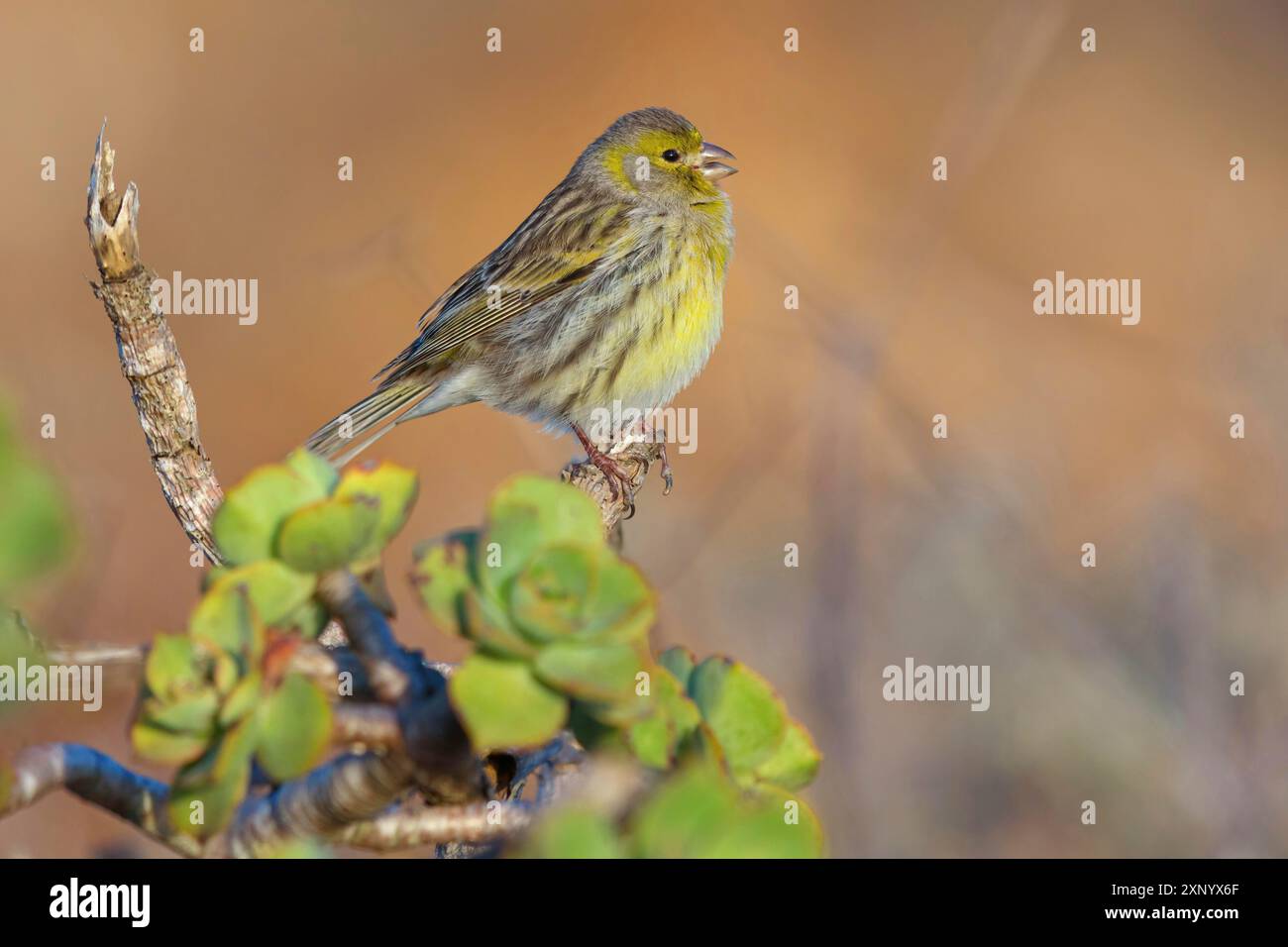 isole canarie atlantiche (Serinus canaria), famiglia finch, Lanzarote, Isole Canarie, Spagna Foto Stock