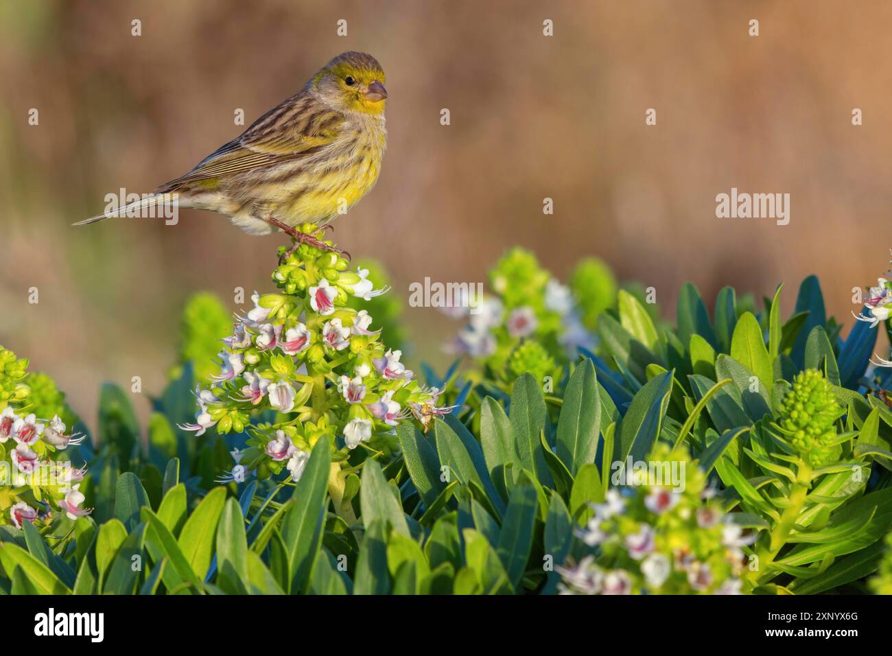 isole canarie atlantiche (Serinus canaria), famiglia finch, Lanzarote, Isole Canarie, Spagna Foto Stock