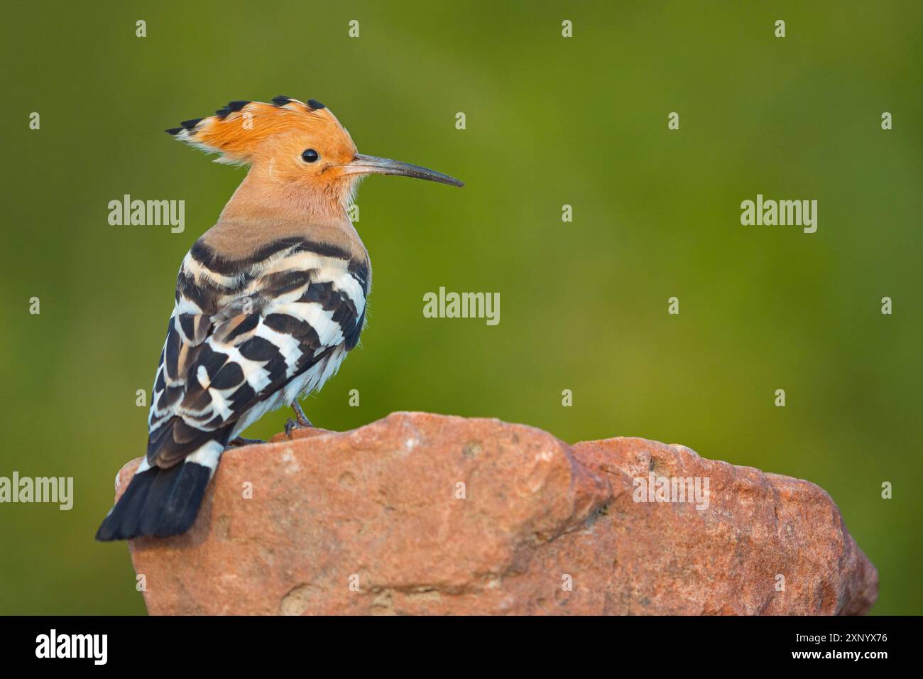 Hoopoe, (Upupa epops), su un persico, hoopoe familiari, primi rapaci, Hides de El Taray / Lesser Kestrel Hide, Villafranca de los Caballeros, Castilla la Foto Stock