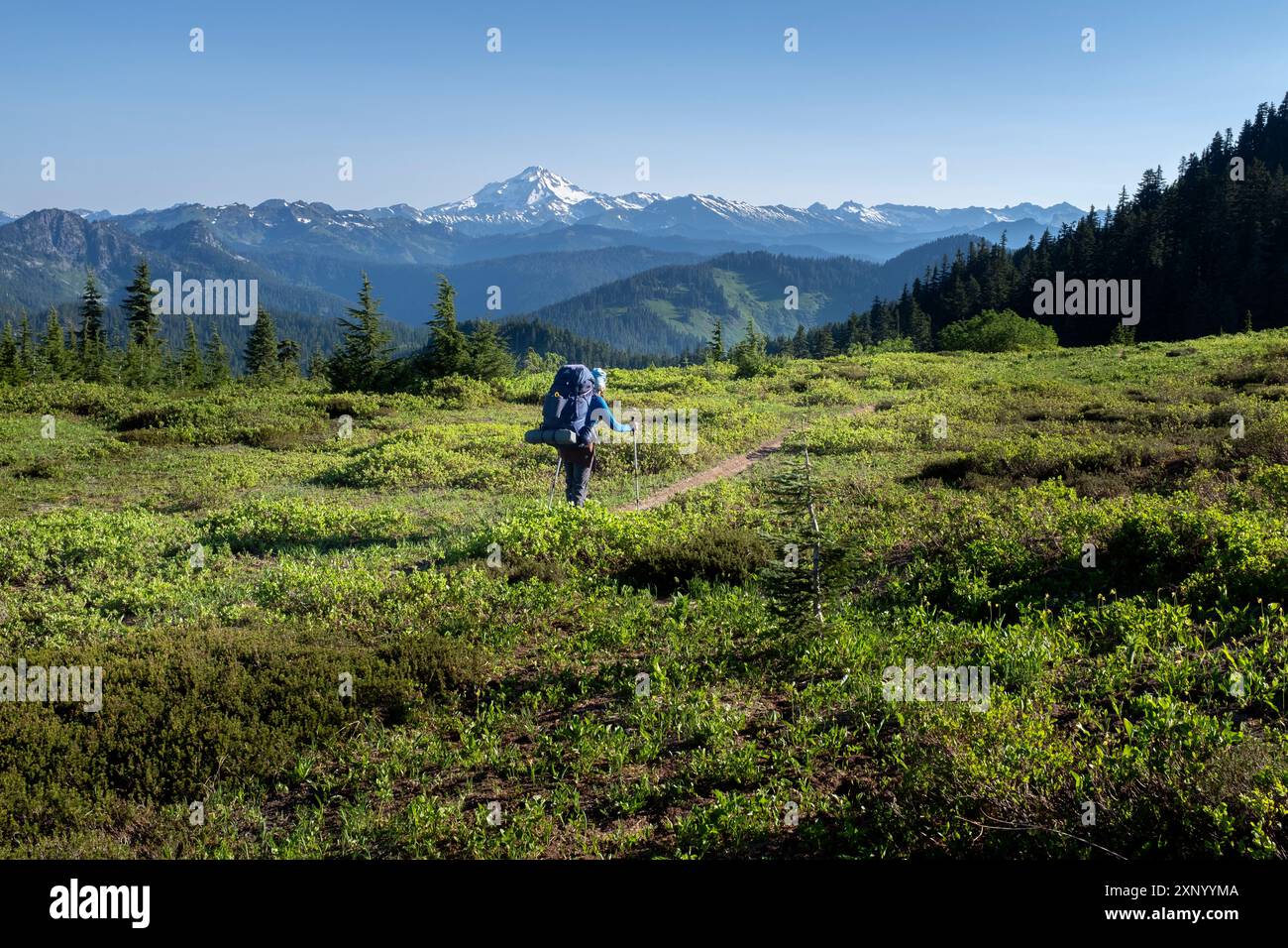 WA24966-00....WASHINGTON - donna che fa trekking sul Pacific Creat National Scenic Trail vicino a Grizzly Peak, Henery M Jackson Wilderness, Mount Baker Snoqualmi Foto Stock