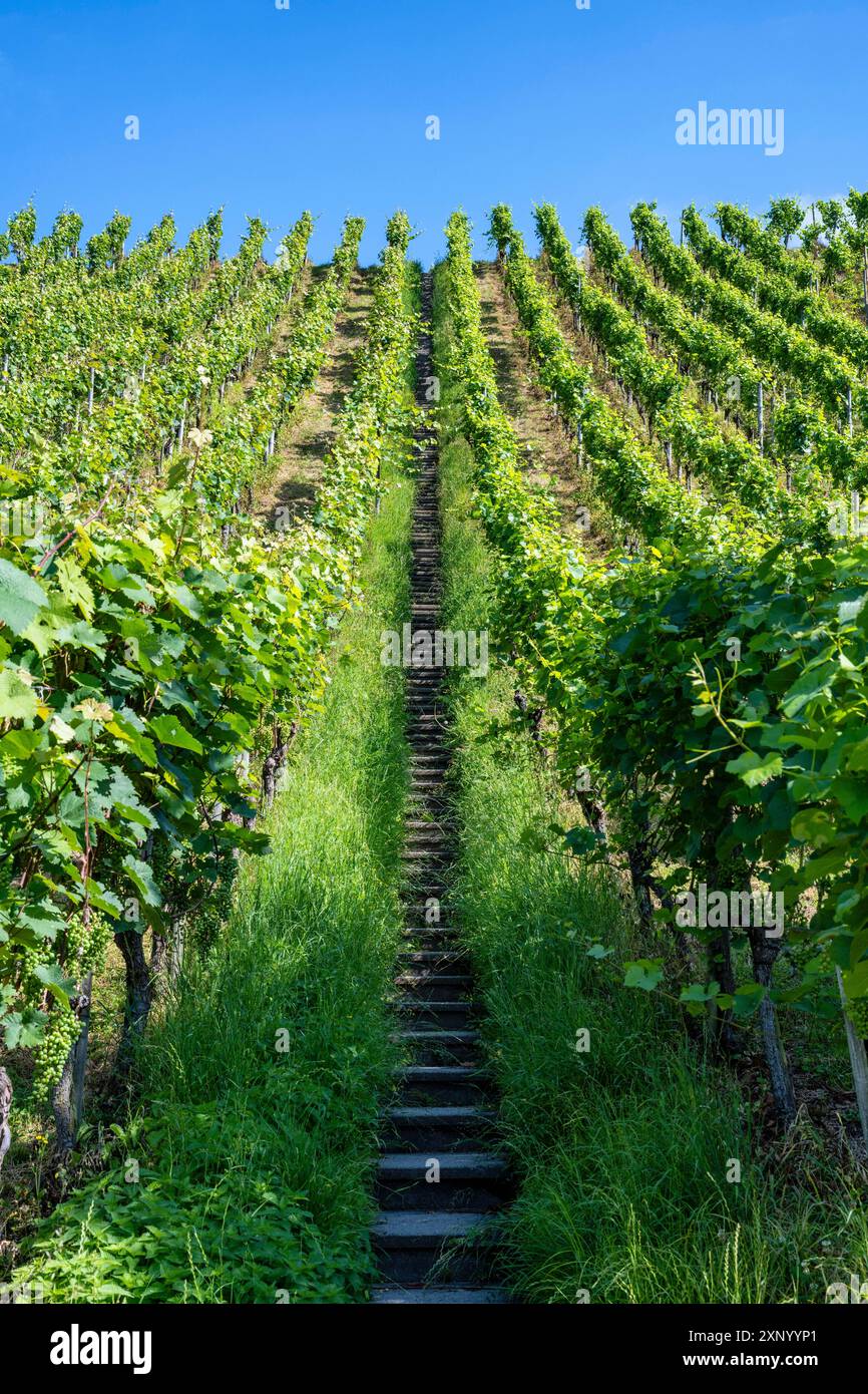 Ripido pendio del vigneto, vigneto con scale, Certosa di Ittingen, Canton Thurgau, Svizzera Foto Stock