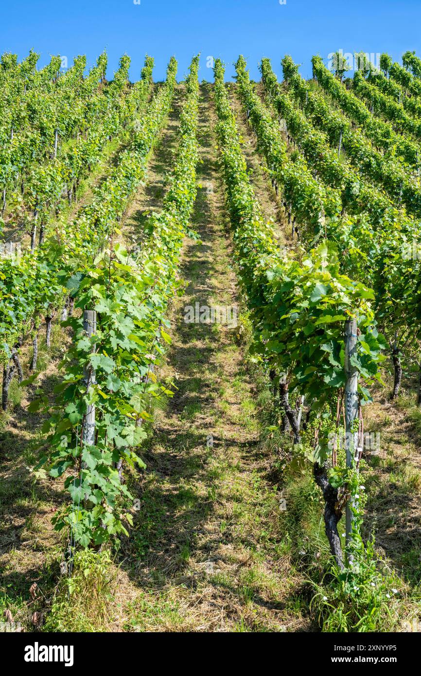 Vigneto ripido, Ittingen Charterhouse, Canton Thurgau, Svizzera Foto Stock
