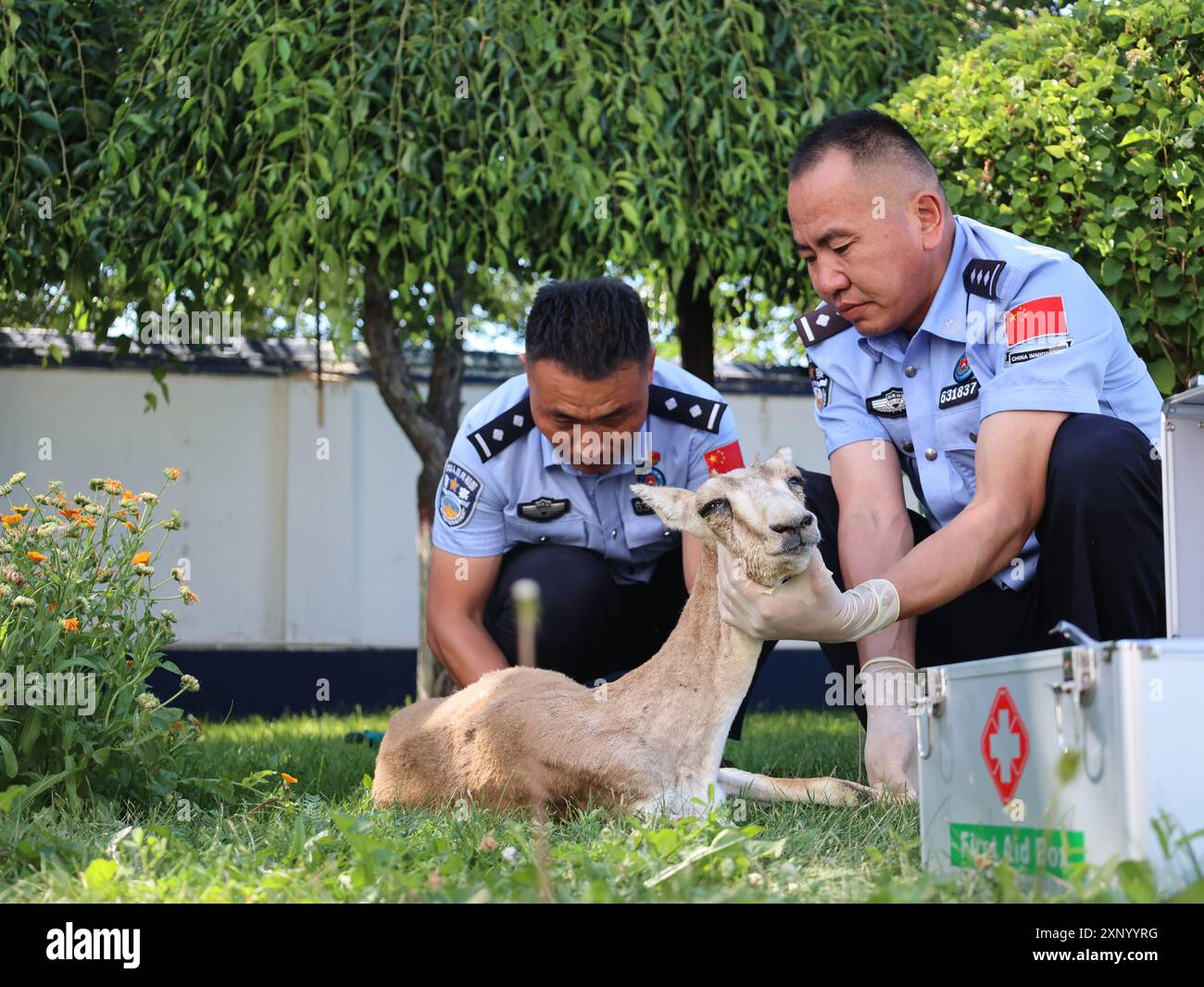 ALTAY, CINA - 2 AGOSTO 2024 - gli agenti di polizia guardano le ferite dell'antilope golosa, un animale nazionale protetto di seconda classe, ad Altay, Xi Foto Stock