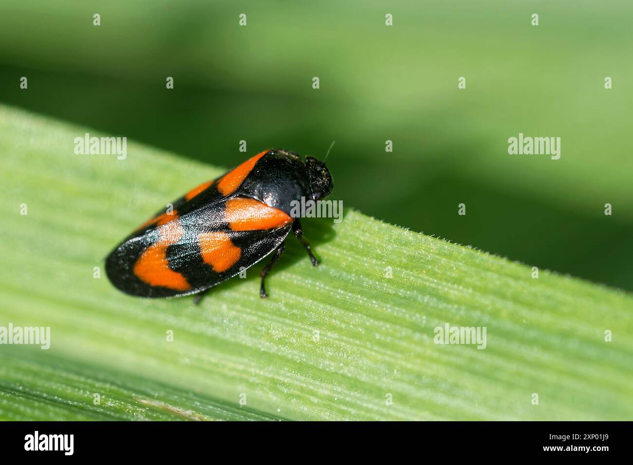 Cicada del sangue comune Foto Stock