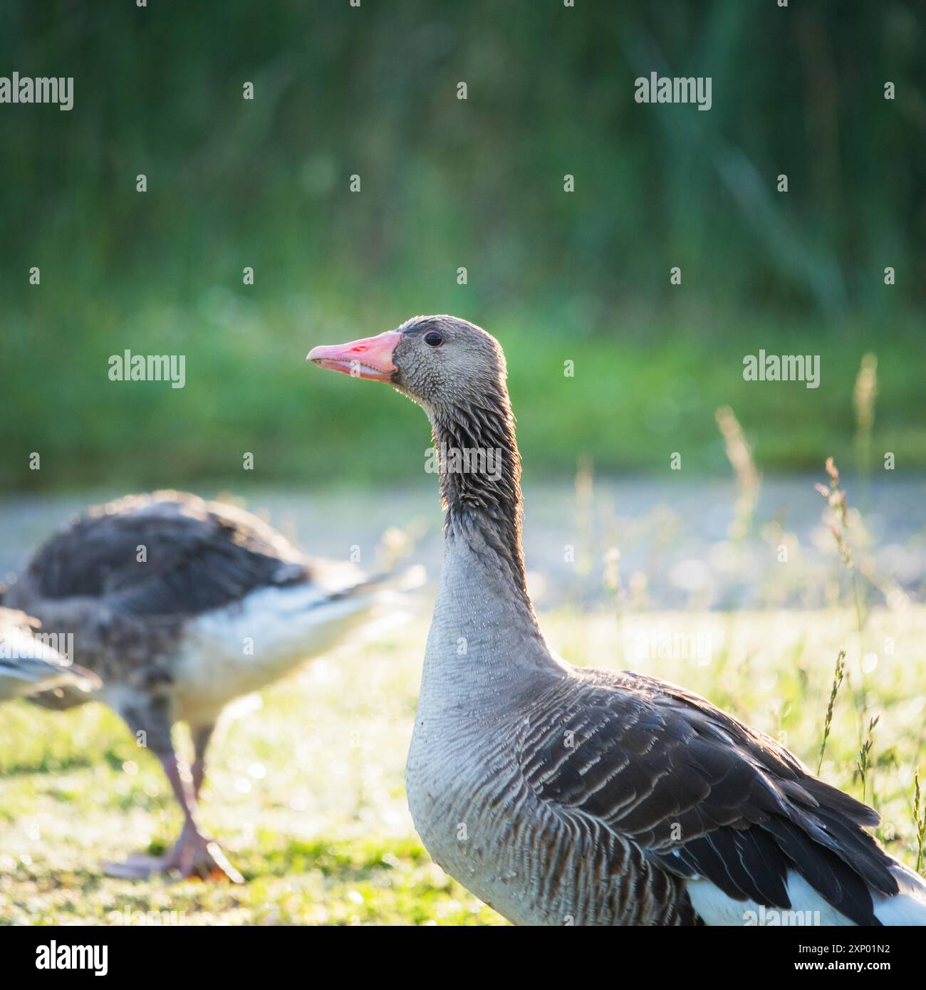 Oca anser guardando allerta zu proteggere la sua prole Foto Stock