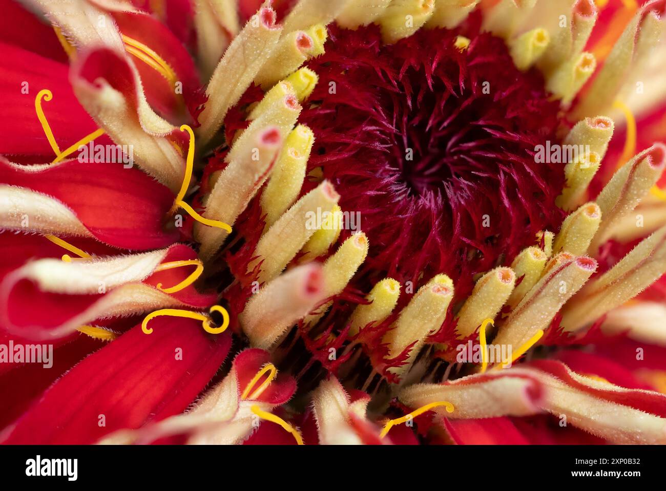 vista macro ravvicinata dello zinnia rosso e giallo, che mostra petali, centro e stami Foto Stock