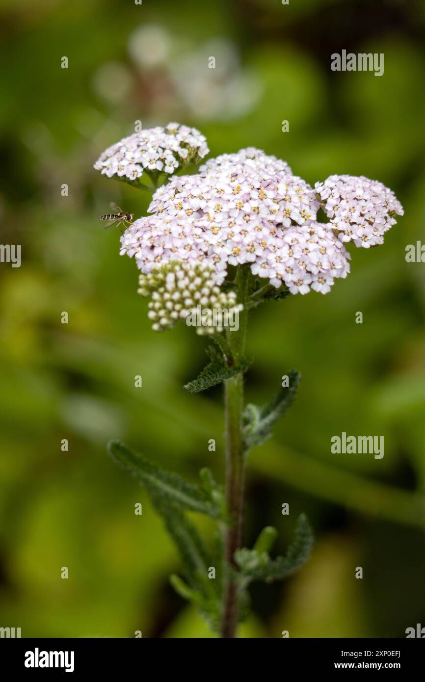 Hoverfly comune (viridiceps di Melangyna) che atterra su un fiore di prezzemolo di mucca rosa Foto Stock