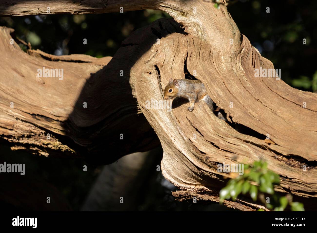 Scoiattolo grigio (Sciurus carolinensis) sotto il sole di autunno del tardo pomeriggio Foto Stock