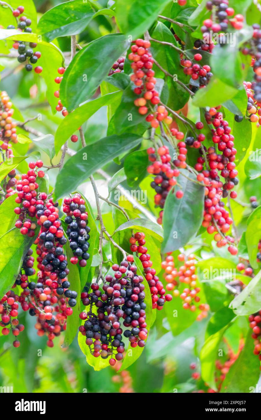 Ciliegie bignay colorate, un frutto popolare che viene spesso trasformato in vino di frutta a Ilocos, nelle Filippine Foto Stock