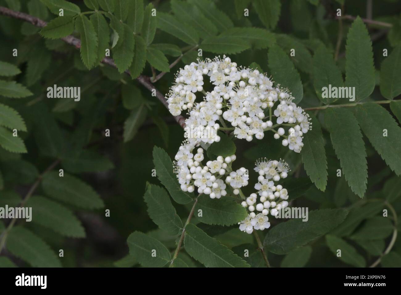 Cenere di montagna, rowan, fioritura Foto Stock