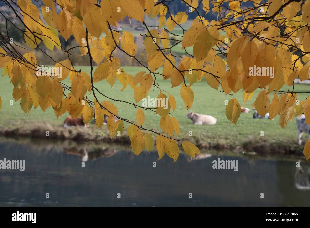 Autunno al Grundbach di Fischen/Allgaeu Foto Stock